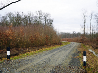 лісова дорога, дерева