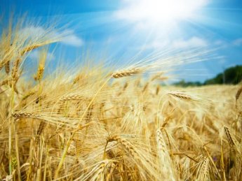пшениця