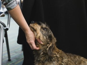 Фото: Royal Canin