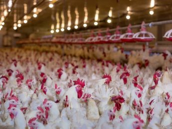 птахофабрика