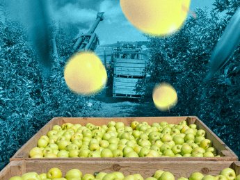 Проблеми зі зберіганням та збутом. Чи зможуть садівники забезпечити яблуками Україну та ринок експорту