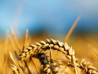 Україна ослабить свої позиції на світовому ринку пшениці