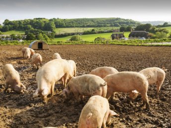 Закупочные цены на свиней живым весом на 30 марта - 5 апреля 2026 года