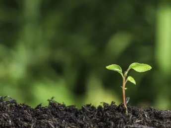 зелене довкілля