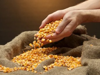 В УЗА опровергли информацию, что Китай отказывается от украинской кукурузы