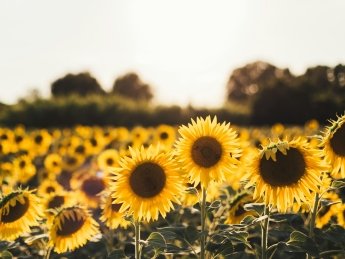 подсолнечник