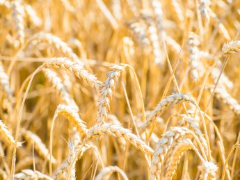 пшеница