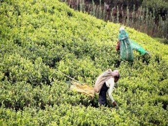 Из-за пандемии коронавируса миру грозит дефицит чая — СМИ