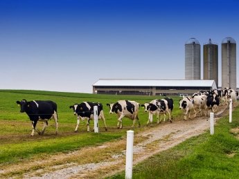 Аграрии просят увеличить кредитный лимит для молочных ферм до 150 млн. грн.