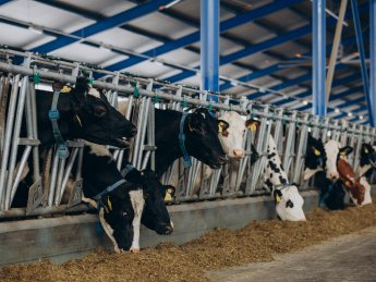 корови, ферма