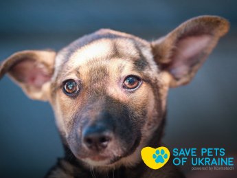 Save Pets of Ukraine: накормить и согреть четырехлапых в беде
