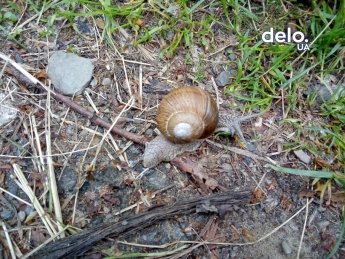 Фото: Delo.ua