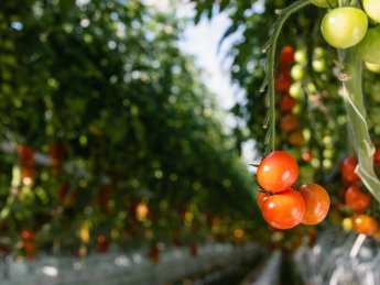 Європі загрожує дефіцит овочів через енергетичну кризу - Reuters