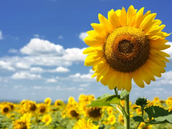 подсолнечник