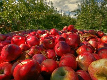 Украина возобновила экспорт свежих яблок в Малайзию и Ближний Восток