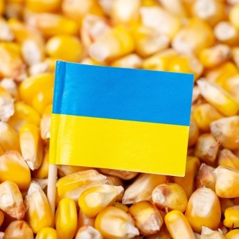 кукурудза, експорт кукурудзи, прапор України