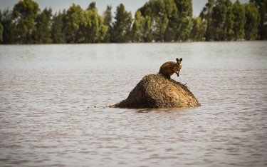 Фото 14 — Австралию после наводнения будут отстраивать гастарбайтеры