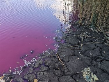 Фото 3 — Вода рожевого кольору: на Одещині масово загинула риба