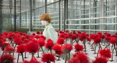 Фото 2 — Миллион алых роз: о биологическом триллере "Малыш Джо"