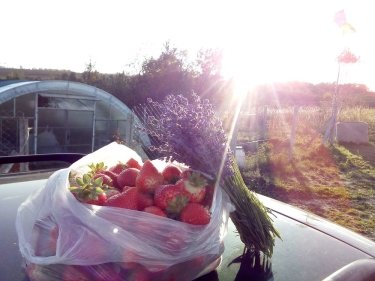 Фото 12 — ФайнаBerry: агротуризм — це цікаво для міських жителів, що виросли "на асфальті"