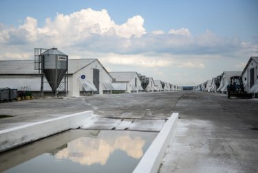Фото 3 — Как производят курятину на крупнейшем птицекомплексе "Мироновского хлебопродукта" (ФОТО)