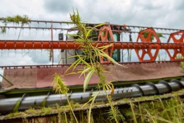 Фото 3 — Українські вчені вивели новий сорт конопель, який можна застосовувати для оборонних потреб