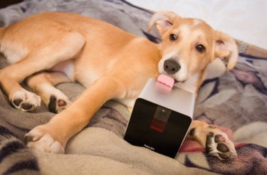 Фото 10 — Обзор Petcube: игрушка не для животных, а для людей