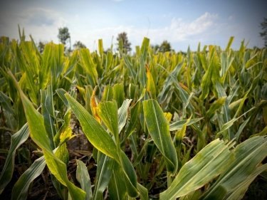 Фото 4 — На Одещині вирощують кукурудзу для попкорну на експорт (ФОТО)