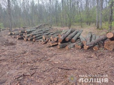 Фото 5 — В Сумской области сотрудники лесхоза незаконно рубили дубовый лес (ФОТО)