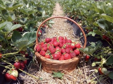 Фото 7 — ФайнаBerry: агротуризм — це цікаво для міських жителів, що виросли "на асфальті"
