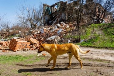 Фото 8 — ВСУ освободили Рогань от российских захватчиков