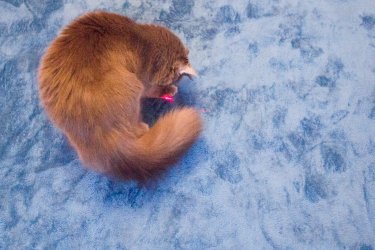 Фото 19 — Обзор Petcube: игрушка не для животных, а для людей