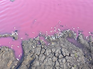 Фото 2 — Вода рожевого кольору: на Одещині масово загинула риба