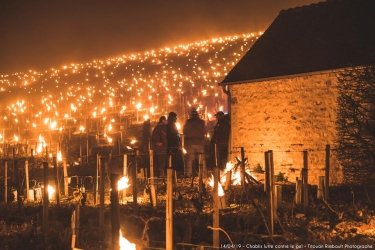 Фото 2 — Во Франции разожгли тысячи костров, чтобы спасти виноградники от мороза (ФОТО)