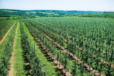 Фото 2 — Варто зайняти свою нішу і не дурити споживача — виробник соків "Сади Прикарпаття"