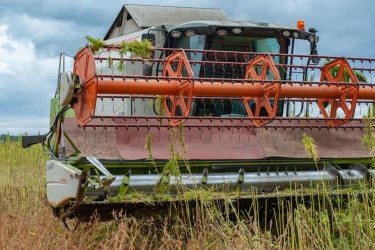 Фото 2 — Українські вчені вивели новий сорт конопель, який можна застосовувати для оборонних потреб