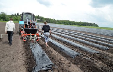 Фото 18 — Как компания Danone выращивает клубнику в Тернопольской области