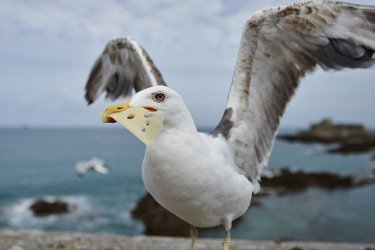 Фото 71 — Що, крім Парижа: бюджетна подорож французькою провінцією