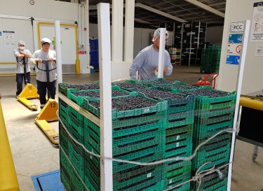 Фото 4 — Как построить ферму по выращиванию голубики и чему украинцам стоит поучиться у Чили