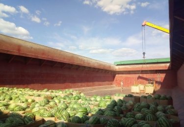 Фото 2 — В Киев снова отправляют баржу с херсонскими арбузами: прибудет ко Дню Независимости (ФОТО)