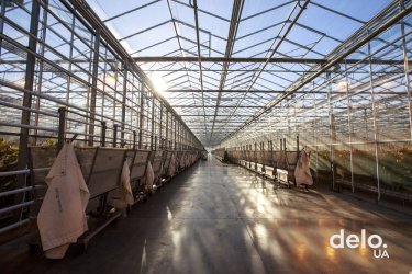 Фото 2 — Какие цветы выгодно выращивать — особенности бизнеса от украинского производителя