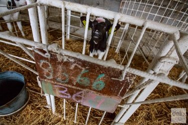 Фото 8 — HarvEast решил продавать не только молоко и зерно, но и коров
