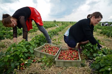 Фото 14 — Как компания Danone выращивает клубнику в Тернопольской области