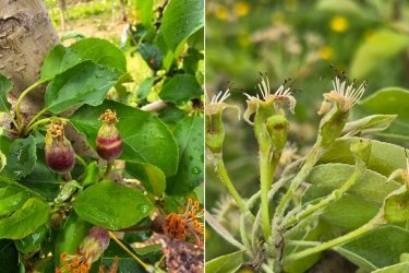 Фото 3 — Через заморозки урожай яблук в Україні буде нижчим на 10-20% - експерт