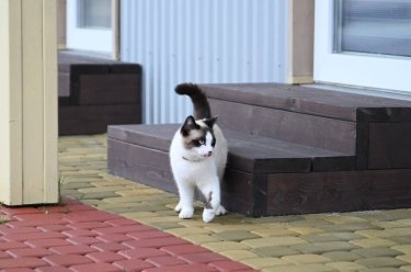 Фото 6 — На Закарпатті побудували житло для родин працівників релокованого бізнесу