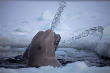Фото 4 — Люди и звери на фото ежегодного конкурса National Geographic