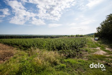 Фото 34 — Благодатная ферма: драйвит быть инноватором в выращивании органических ягод