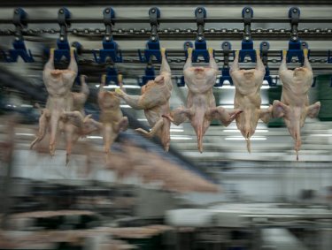 Фото 13 — Как производят курятину на крупнейшем птицекомплексе "Мироновского хлебопродукта" (ФОТО)