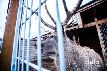Фото 5 — Пять лет спустя. Как живет бывшая резиденция Януковича сегодня