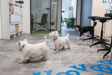 Фото 3 — 23 червня — Візьми собаку на роботу: Україна привертає увагу до культури поводження з тваринами навіть під час війни. Як долучитися